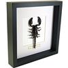 De Museumwinkel.com Heterometrus spinifer - Scorpione della foresta gigante - Vera Insetto di Tassidermia montato sotto Vetro in Cornice di Legno Nera fatta a Mano