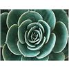 OYFFL Poster di Piante grasse Foglia di Palma Monstera Stampe botaniche Decorazione murale Piante Tropicali Poster per Arredamento della Camera (5,50 * 70cm Senza Cornice)