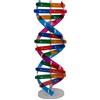 BEAHING Modello di Dna per Bambini Modello a Doppia Spirale del Dna, componenti educativi scientifici per Strumenti didattici, Kit di apprendimento STEM per l'istruzione Scolastica