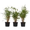 Plant in a Box - Fargesia Rufa Bamboo - Set di 3 - Non strisciante - Verde - Vaso 13cm - Altezza 25-40cm