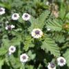 le Georgiche Vivai le Georgiche - Pianta vera di Lippia nodiflora - vaso Ø 14 cm