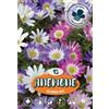 - Anemone Blanda Misto