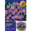 - Crocus Tricolor 10 pz