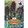 - Fritillari Persica
