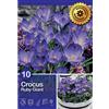 - Crocus Ruby Giant 10 pz