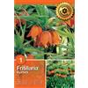 - Fritillaria Aurora