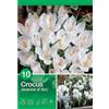 - Crocus Jeanne darc 10 pz