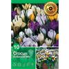 - Crocus Mixed 10 pz
