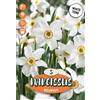 - Narciso Recurvus 5 pz