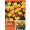 - Crocus Fuscotinctus 10 pz