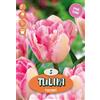 - Tulipano Foxtrot