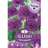 - Allium Purple Sensation