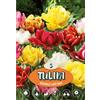 - Tulipano Doppio in ritardo Misto