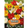 - Tulipano Botanical Kaufmaniana Misto