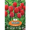 - Tulipano Lady van Eijk
