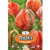 - Tulipano Avignon Parrot