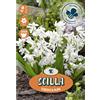- Bulbo Scilla Siberica Alba 15 pz