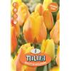 Royal De Ree Holland Tulipano darwin bellezza di apeldoorn arancio