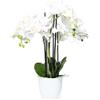 NO BRAND Orchidea artificiale in vaso real touch 56x72 cm bianca