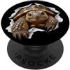 4TortoiseLovers Divertente tartaruga che sbircia carino zoo amante degli animali PopSockets PopGrip Adesivo