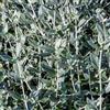 Generico Teucrium fruticans, 4 piante alte 30/40 cm, vaso 8