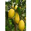 eGarden.store pianta di limone albero di limone in vaso pianta vera di limone da mangiare età 2 anni venduta da eGarden.store (lunario o 4 stagioni)