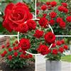 Florium Pianta di rosa rossa 1 pezzo a radice nuda, profumata, rustica e perenne | Rosa da aiuola perenne dall'Olanda, rifiorente, per giardino, aiuola, fioriera e fiori recisi, niente semi