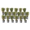 Plant in a Box - Stipa - Set di 18 - 'Pony Tail' - Erba ornamentale - Vaso 9cm - Altezza 20-30cm