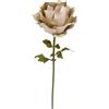BIZZOTTO ROSA BEATRIX CHAMPAGNE H130