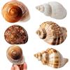 Touosy 5 Pezzi Conchiglie Decorazioni Acquario Conchiglie Decorative per Acquari e Vasi