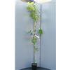 SAVINI VIVAI L'ARTE DI FARE NATURA SAVINI VIVAI Pianta di Uva Fragola Nera Piante da Frutto Albero di Vite in Vaso 15x15 cm 1 Anno Altezza 50 cm Made in Italy
