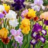 VIRIDIMANIA Rizomi di Iris | Esclusiva selezione dai migliori produttori Olandesi | Controllo Qualità | Fioritura garantita. (3 Rizomi di Iris germanica IN MISCUGLIO)