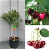 SAVINI VIVAI L'ARTE DI FARE NATURA SAVINI VIVAI Pianta Nana di Ciliegio Piante da Frutto Nane Ciliegia Albero in vaso 22-24 cm 2-3 Anni Altezza 100-110 cm Made in Italy