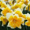 le Georgiche Vivai le Georgiche - Pianta vera di Narciso Split Corona Orangery - Bulbi