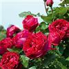 Generico AMDGarden Rosa Rampicante Eric Tabarly Meilland Brevettata Rosso Vaso 20 cm