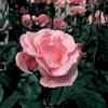 generico AMDGarden Pianta Rosa Queen Elisabeth Meilland Rosa Vera Vaso 19 cm Cespuglio Fiore Rosa