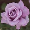 AMDGarden Pianta Rosa Charles de Gaulle Meilland Profumata Cespuglio Vaso 19 cm Colore Malva Lilla Rifiorrente per Esterni