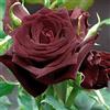 AMDGarden Pianta di Rosa Brevettata Black Baccara® Rosa Nera in Vaso 18 cm Rosso Nero per Esterno