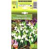 AGRONOM Tested in the garden AGRONOM | BUCANEVE - GALANTHUS NIVALIS | Bulbi fiori perenni | Fiori Bianco | Si coltivano in giardini fioriti, in vaso, piantati in prati fioriti | Confezione da 10 Bulbi fiori