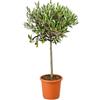 Generico Ulivo ad Alberello in Vaso Ø20 cm - Altezza 80 cm - Pianta di Olivo da Esterno - Coltivato in Sicilia