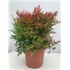 Vivai Decandia Giovanni PIANTA DI NANDINA GULF STREAM VASO 24 CM (FOTO REALI) foglia rossa