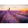 Sonstige Puzzle da 1000 pezzi, raffigurante campi di lavanda, adatto a bambini dai 14 anni e adulti, dimensioni 70x50 cm