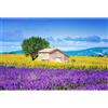 Sonstige Puzzle da 1000 pezzi, adulti, con immagine di lavanda, girasoli e paesaggio, dimensioni 70x50 cm