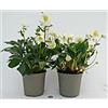 POWERS TO FLOWERS - HELLEBORUS XXL BIANCO, Elleboro, VASO 15CM, 2 PIANTE, CONSEGNATI AD INIZIO FIORITURA, Rosa di Natale, Piante vere