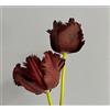 Generico 7 Bulbi di Tulipani Black Parrot | tulipano nero | tulipani pappagallo | bulbi autunnali | calibro 12 cm | MY PLANTIS