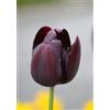 Generico 7 Bulbi di Tulipani Queen Of the Night | tulipani neri | tulipani tardivi viola scuro | bulbi autunnali | MY PLANTIS