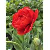 Generico Tulipani Miranda | 6 bulbi di tulipani rossi | tulipani doppi | MY PLANTIS