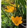 Generico 12 bulbi di crocus gialli a fiore grande | crocus orticoli Big Yellow | MY PLANTIS