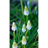 Generico 12 Bulbi di Muscari Baby's breath, muscari azzurri | MY PLANTIS | Bulbi autunnali
