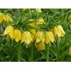 Generico Fritillaria Imperialis Gialla | Fritillaria Imperialis Lutea | corona imperiale | MY PLANTIS